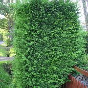 foto hell-grün Pflanze Leyland-Zypresse
