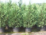 foto blau Pflanze Leyland-Zypresse