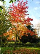 foto roheline Taim Sweetgum, Punane Kummi, Vedel Merevaik