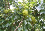   (,  ) Maclura pomifera