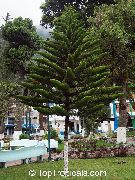  Araucaria heterophylla