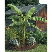 Банан японский Musa basjoo