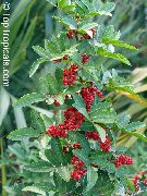 Шинус фисташколистный Schinus terebinthifolius