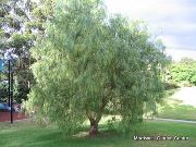 Шинус мягкий (Перуанский перец) Schinus molle