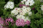  -     -    ()  ,    - Spiraea japonica Shirobana 