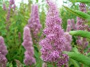  -     -    ()  ,    Spiraea douglasii. 