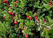  -     -   ,   - Arctostaphylos uva-ursi.  