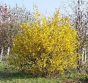  -     -   ,    Forsythia x intermedia 