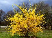  -     -   ,    Forsythia ovata.   . 