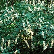  -     -   ,   - Photinia parviflora 