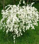  -     -   () ,    Exochorda  macrantha 