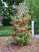 foto rosa Blume Enkianthus