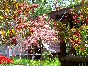 zdjęcie różowy Kwiat Jabłoni Ozdobnych