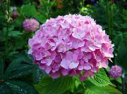 fotografija rožnat Cvet Skupno Hortenzije, Bigleaf Hortenzije, French Hortenzije