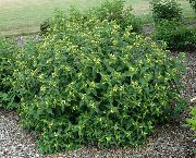 foto žuta Cvijet Južni Grm Kozja Krv, Planina Bush Kozja Krv