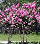   Lagerstroemia indica