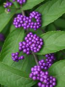 ライラック ビューティーベリー 庭の花 フォト