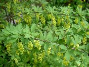 amarelo Bérberis Flores do Jardim foto
