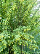 foto amarelo Flor Bérberis