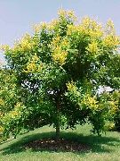 žltý Zlatý Dážď Strom, Panicled Goldenraintree Záhradné Kvety fotografie