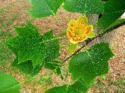   ( ) Liriodendron tulipifera
