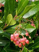  -     -    , Arbutus Unedo