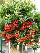  Pyracantha coccinea