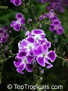 ライラック 黄金の結露、空の花、鳩ベリー 庭の花 フォト