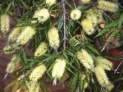 kollane Pudelihari Aed Lilled foto