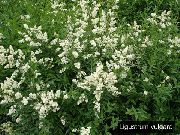 kuva valkoinen Kukka Likusteri