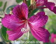  ( ) Bauhinia blakeana