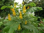 kollane  Aed Lilled foto