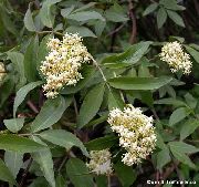  -     -   ,  ,   - Sambucus racemosa.  