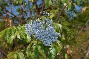  -     -   ,   = Sambucus coerulea. . 