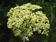 amarelo Ancião Comum, Pessoa Idosa Red-Berried Flores do Jardim foto