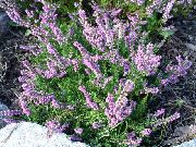 ライラック ヒース 庭の花 フォト