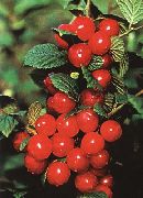 φωτογραφία κόκκινος λουλούδι Cerasus Tomentosa