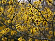 amarelo Witchhazel Flores do Jardim foto