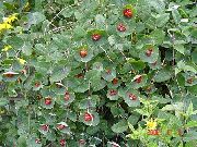 φωτογραφία κόκκινος λουλούδι Κίτρινο Αμπέλου Αγιόκλημα