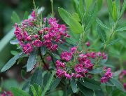  -     -     ,    Kalmia angustifolia.    