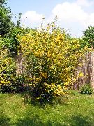 amarelo Kerria Japonês, Japonês Rosa, Easter Rosa Flores do Jardim foto