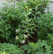 φωτογραφία λευκό λουλούδι Λευκό Forsythia, Κορεάτικα Αμπέλια