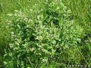 фота белы Кветка Ліён