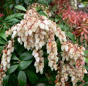  -     -   ,   - Pieris japonica 