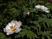 -     -     ,   - Paeonia-suffruticosa 'Godaishu'