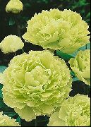 amarelo Peônia Árvore Flores do Jardim foto