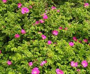  -     -    ( ) ,      - Rosa rugosa