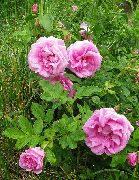  -     -    ( ) ,      - Rosa rugosa. .