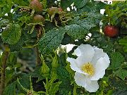 -     -    ( ) ,    .  - Rosa rugosa