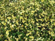 amarelo Rosa Flores do Jardim foto